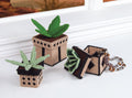 Succulent Keepsake Plastic Canvas Boxes